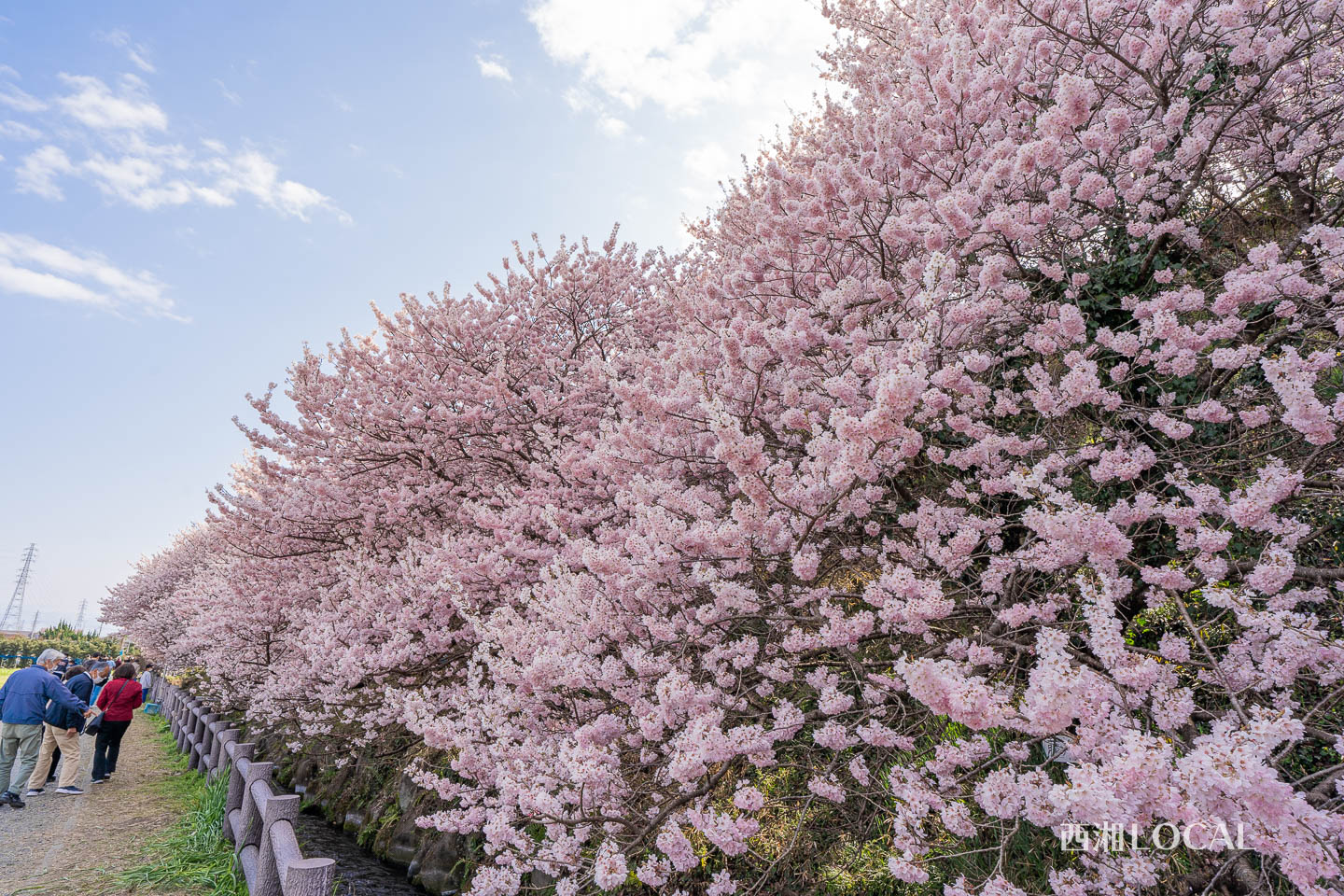 一ノ堰ハラネの春めき桜（南足柄市）