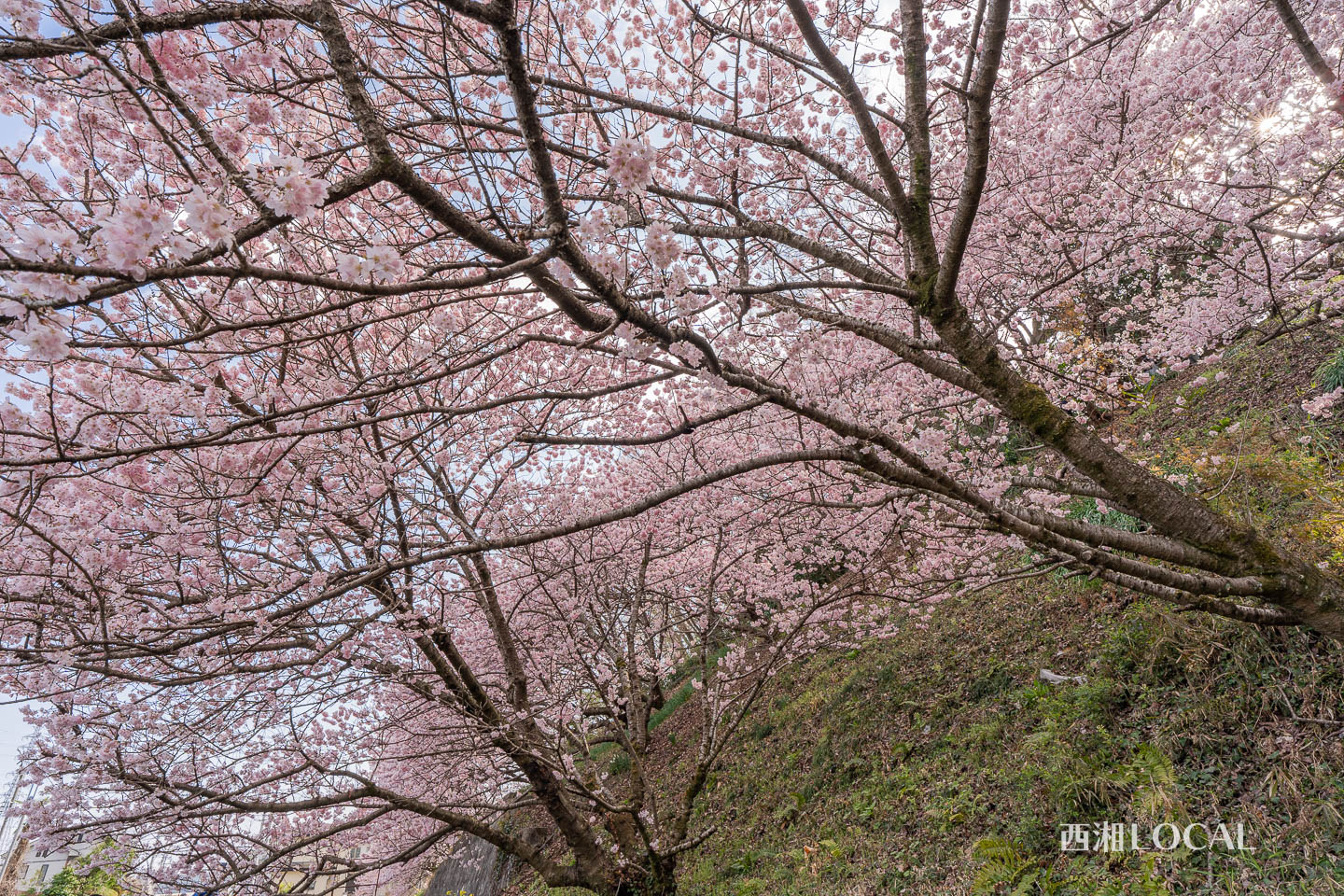 一ノ堰ハラネの春めき桜（南足柄市）