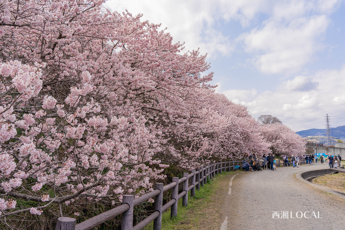 一ノ堰ハラネの春めき桜（南足柄市）