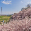 一ノ堰ハラネの春めき桜（南足柄市）