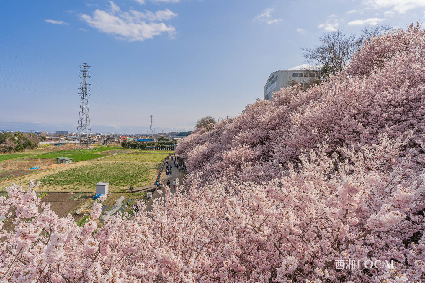 一ノ堰ハラネの春めき桜（南足柄市）