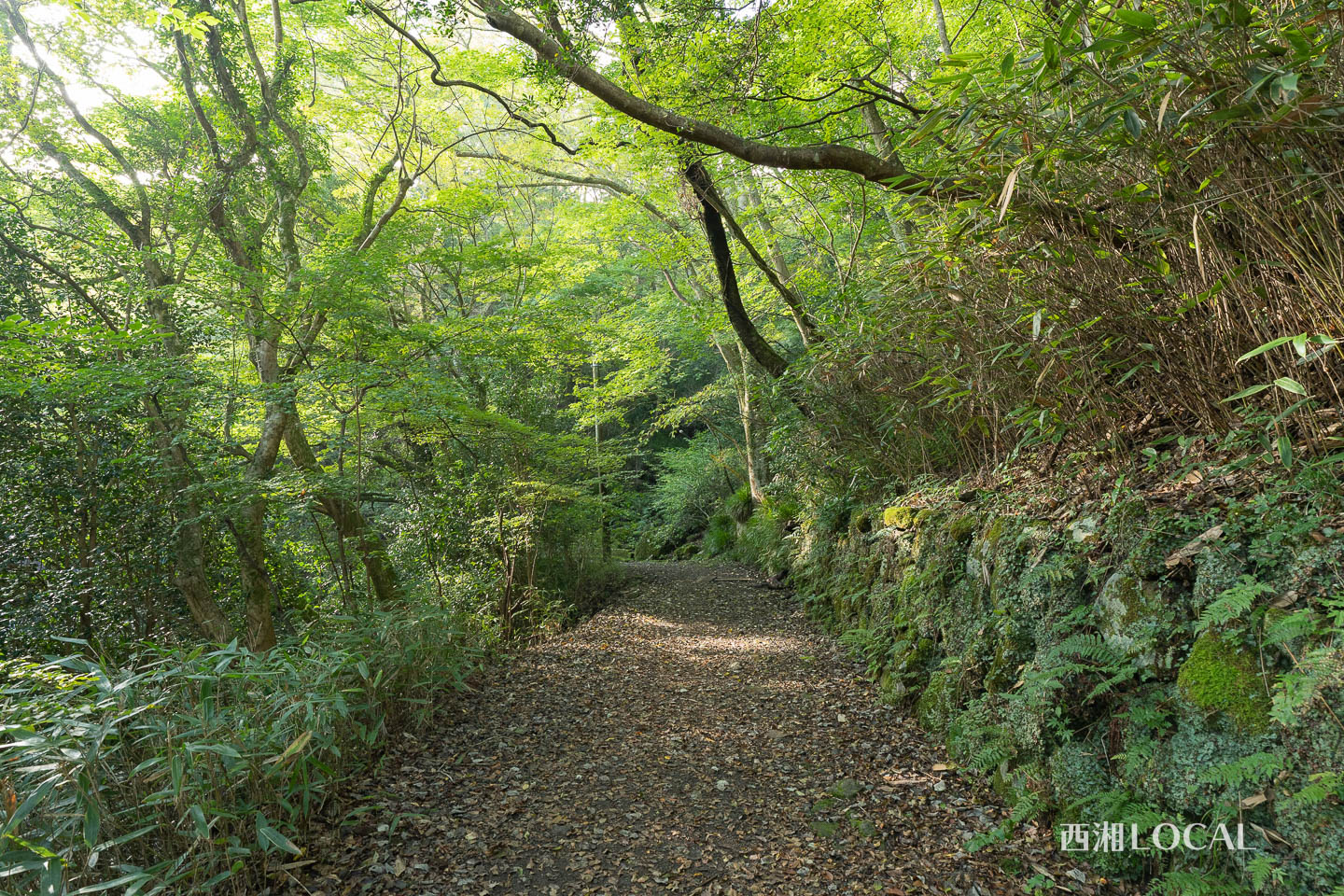 千条の滝への遊歩道（箱根町）